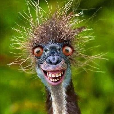 weirdone@wehavecookies.social